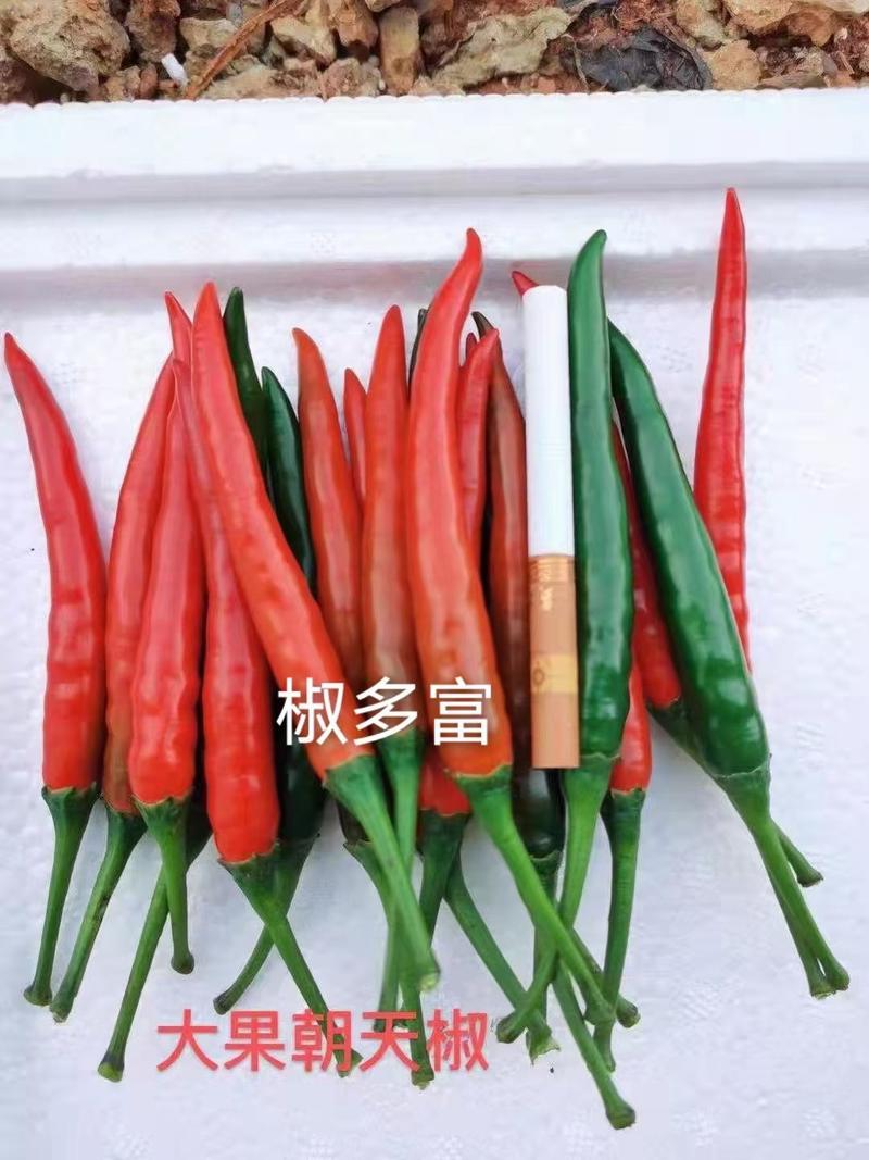 单生大果青红两用朝天椒长势强硬度好品种保证厂家发货