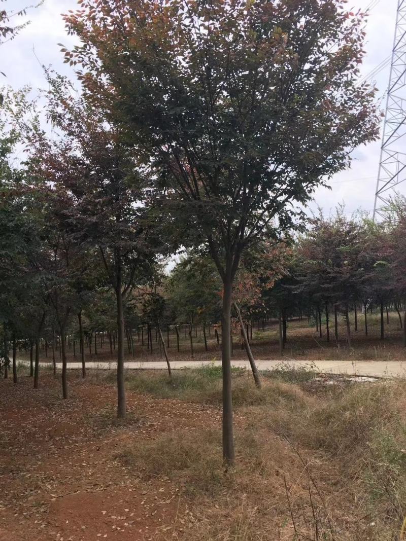 榉树红叶榉树苗2公分8装车红榉榉树苗