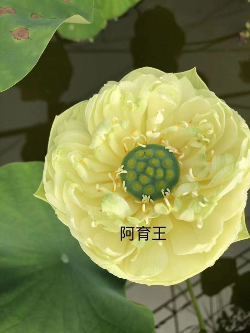 水生睡莲观赏睡莲基地直供一手货源