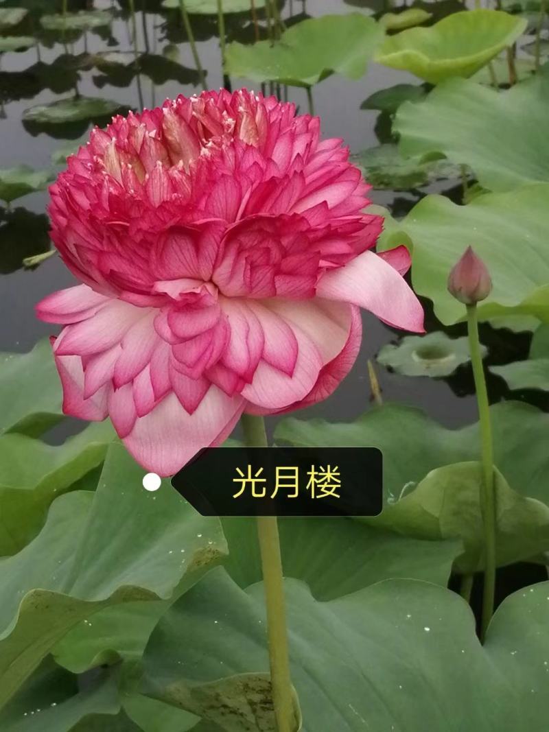 水生睡莲观赏睡莲基地直供一手货源