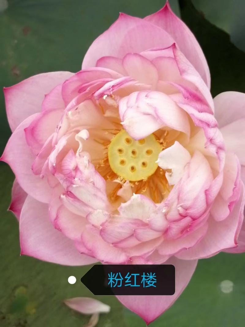 水生睡莲观赏睡莲基地直供一手货源