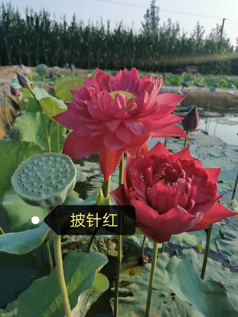 水生睡莲观赏睡莲基地直供一手货源