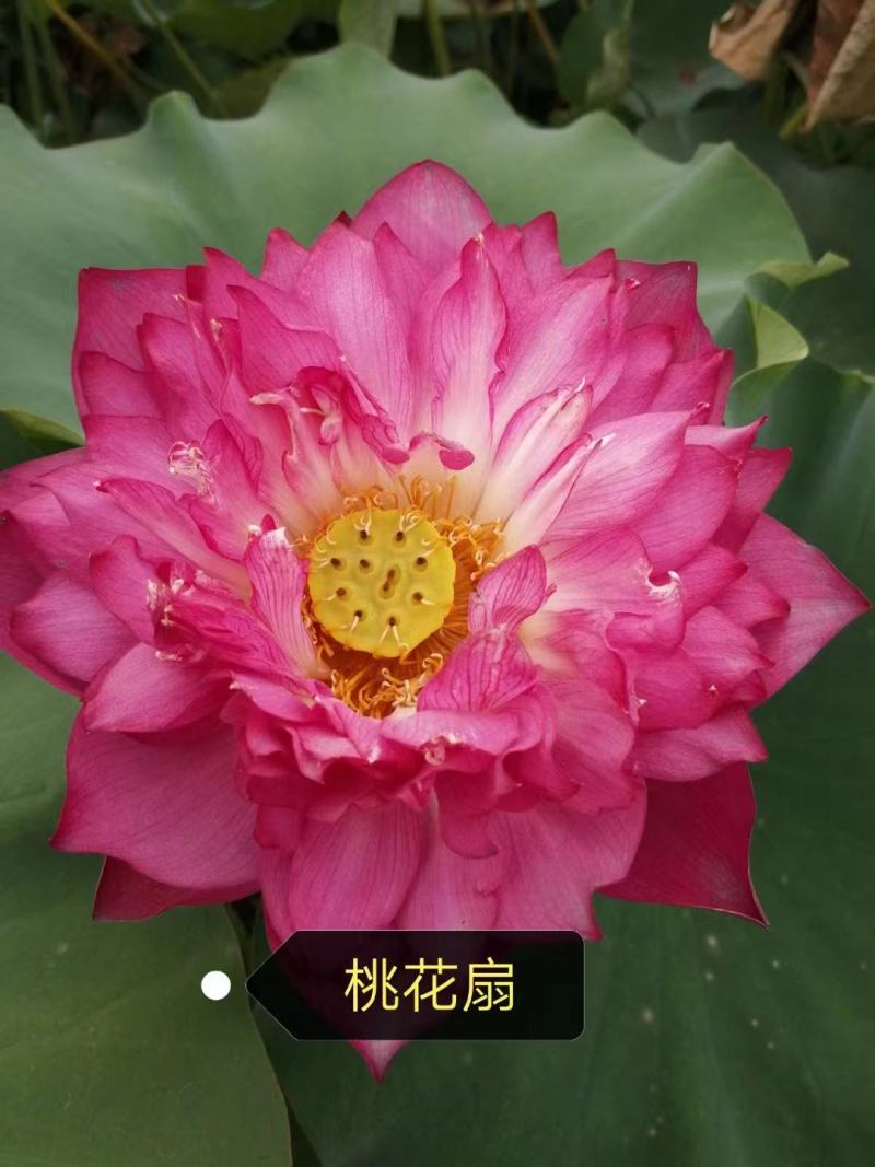 水生睡莲观赏睡莲基地直供一手货源