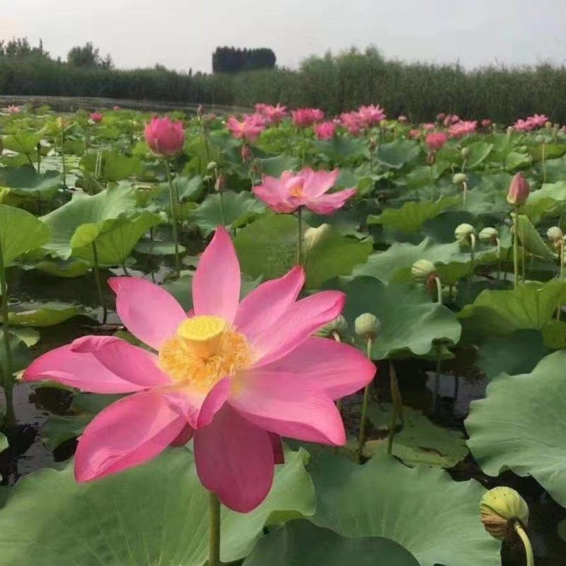 水生睡莲观赏睡莲基地直供一手货源