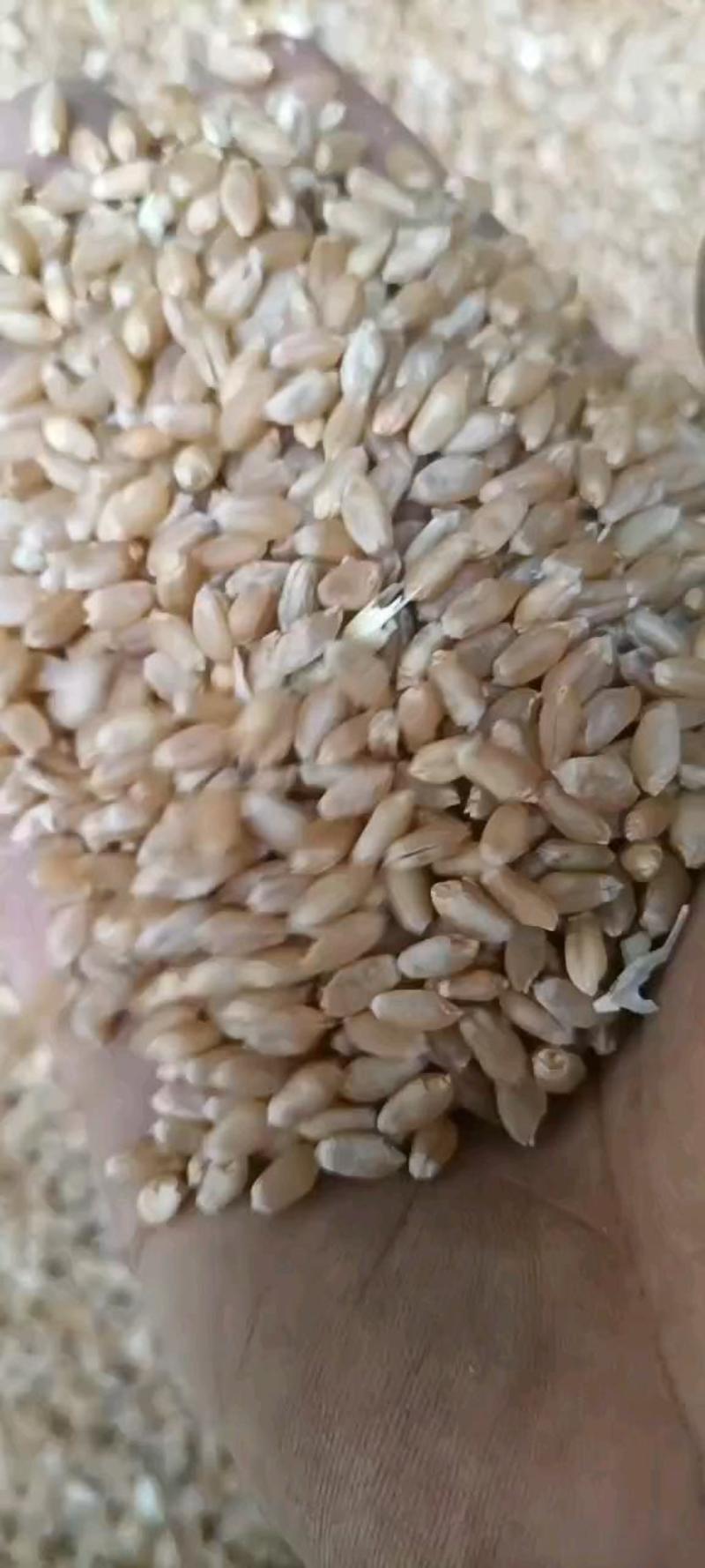 湖北宜城，毛粮，净粮，过筛小麦大量有货，