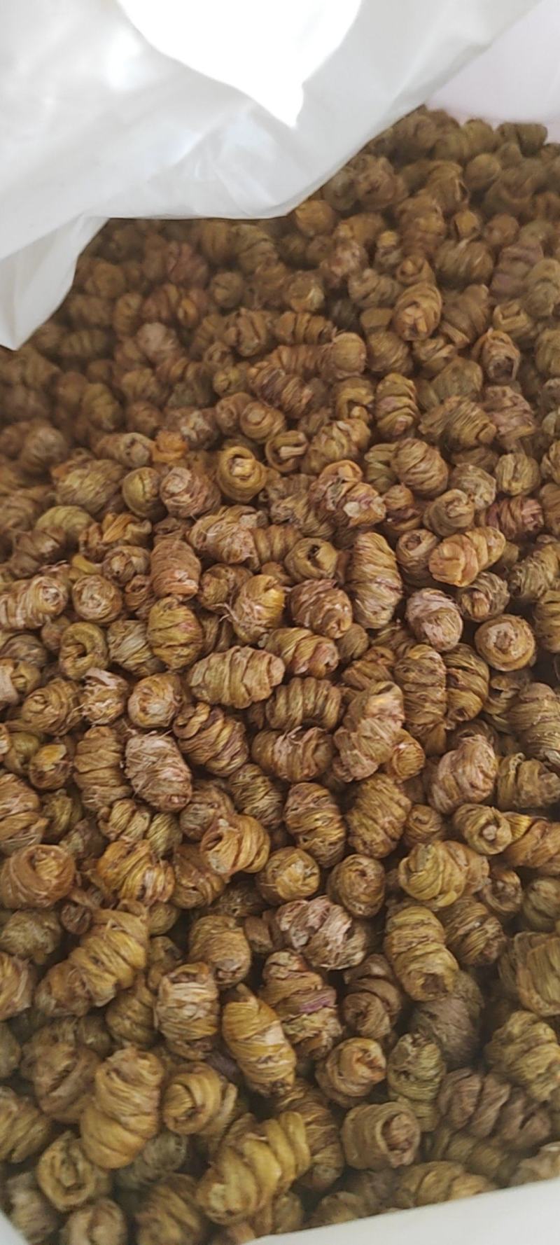 铁皮石斛