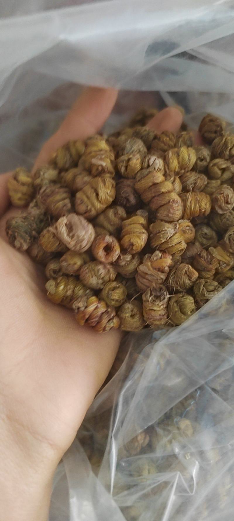 铁皮石斛