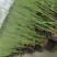 水生香蒲产区自营基地直供一手货源包成活,量大从优