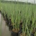 水生香蒲产区自营基地直供一手货源包成活,量大从优