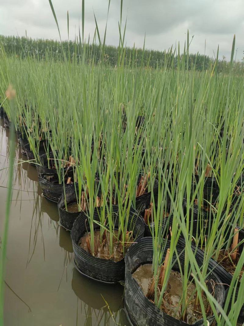 水生香蒲产区自营基地直供一手货源包成活，量大从优