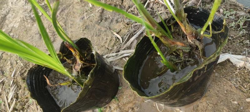 水生香蒲产区自营基地直供一手货源包成活，量大从优