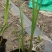 水生香蒲产区自营基地直供一手货源包成活,量大从优