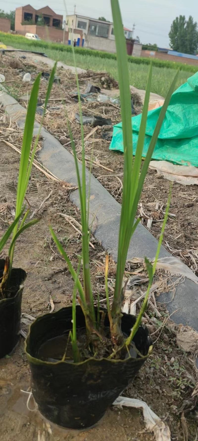 水生香蒲产区自营基地直供一手货源包成活，量大从优