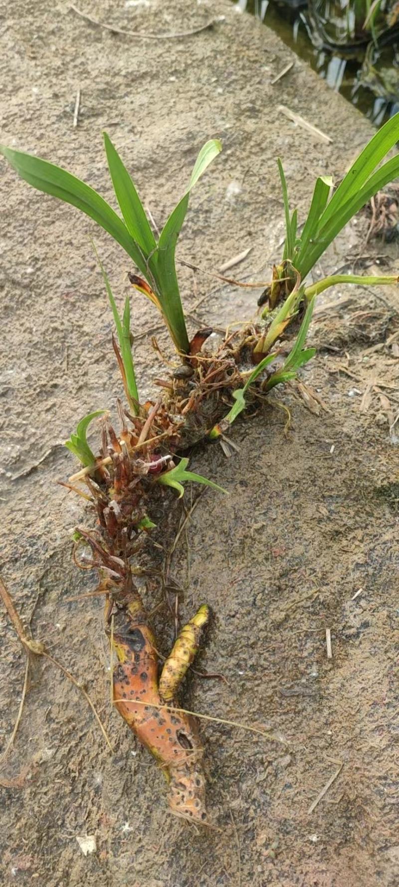 水生香蒲产区自营基地直供一手货源包成活，量大从优