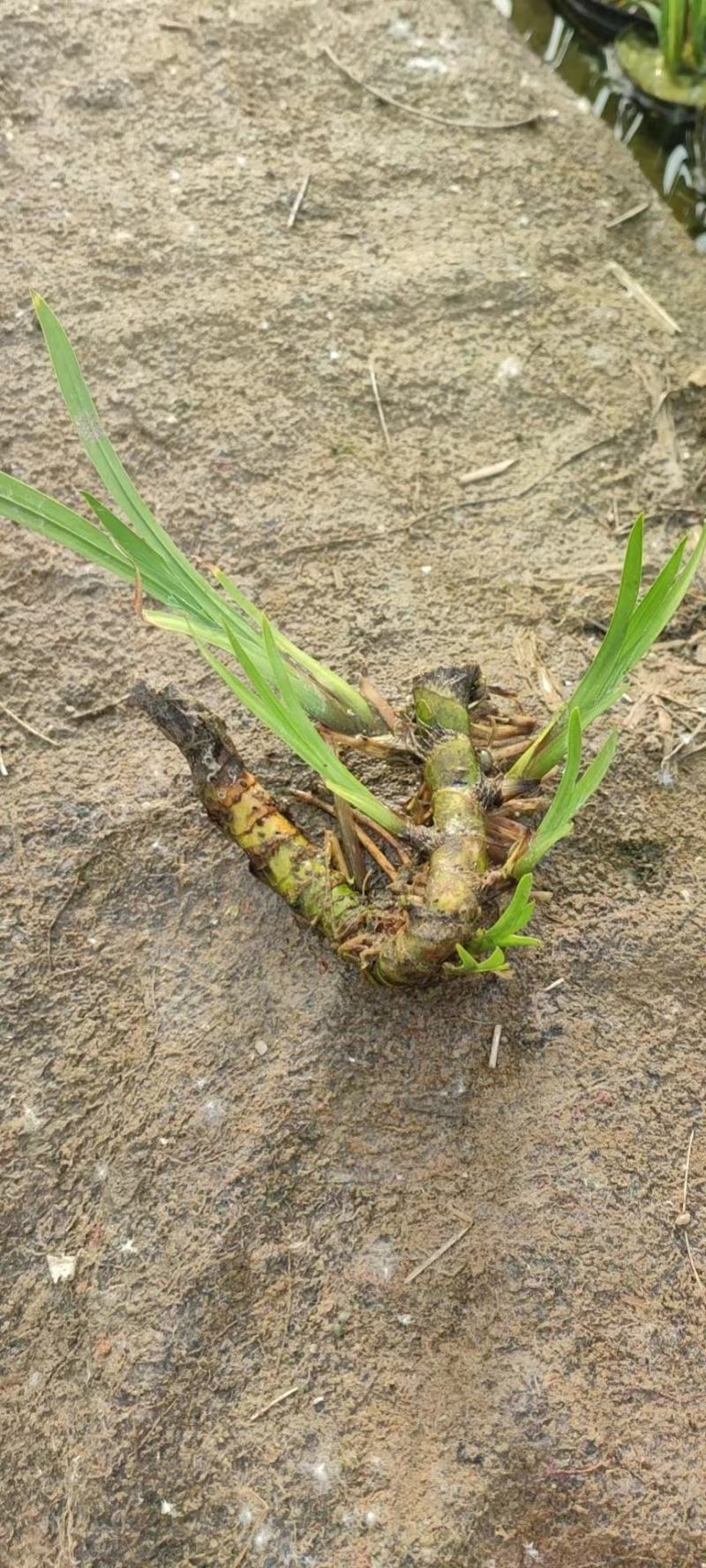 水生香蒲产区自营基地直供一手货源包成活，量大从优