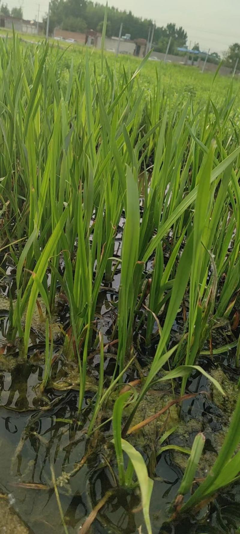水生香蒲产区自营基地直供一手货源包成活，量大从优