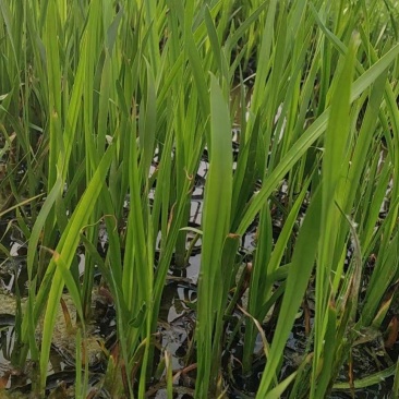 水生香蒲产区自营基地直供一手货源包成活,量大从优