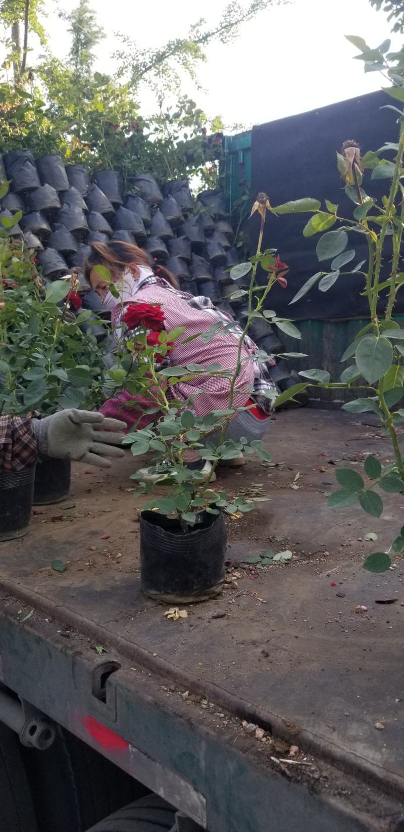 精品品种月季。50高度月季，看苗挖苗。当天装车