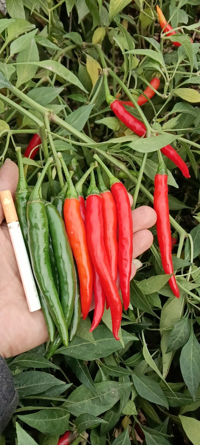 耐寒单生大果朝天椒早熟抗病不早衰厂家发货