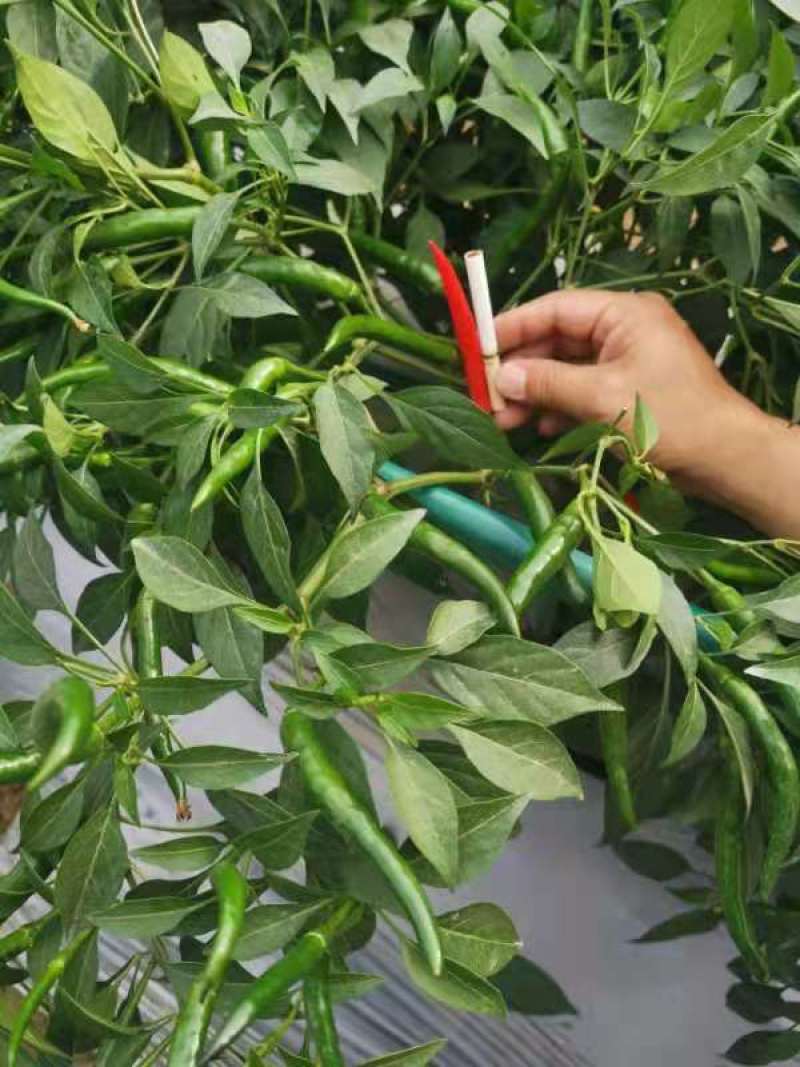 耐寒单生大果朝天椒早熟抗病不早衰厂家发货