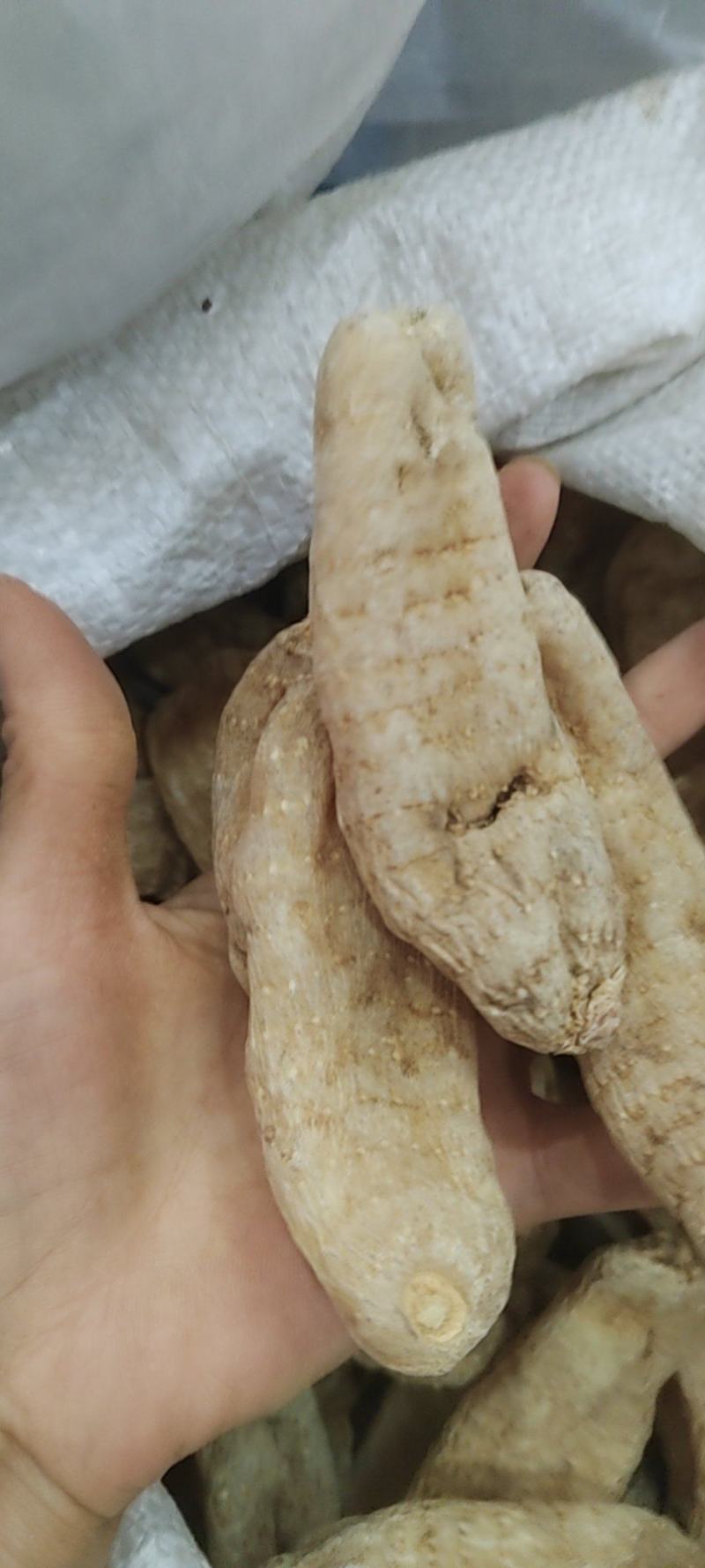 天麻可煲汤泡水泡酒品质保证大量现货包邮欢迎下单
