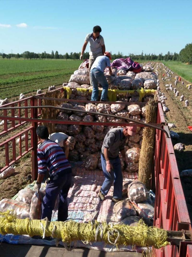 张北土豆希森V7雪川红大量供应各种土豆产地批发