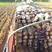 张北土豆希森V7雪川红大量供应各种土豆产地批发
