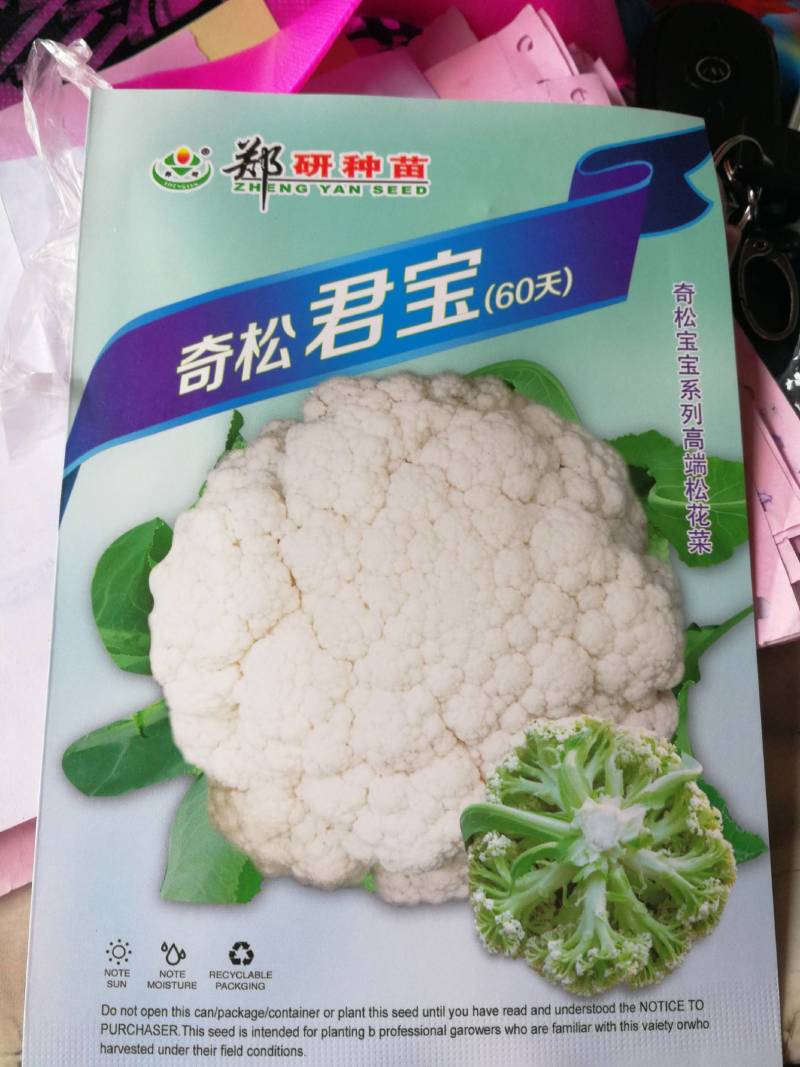 早熟杂交一代松菜品种，花球洁白细嫩青梗，口感好品质佳