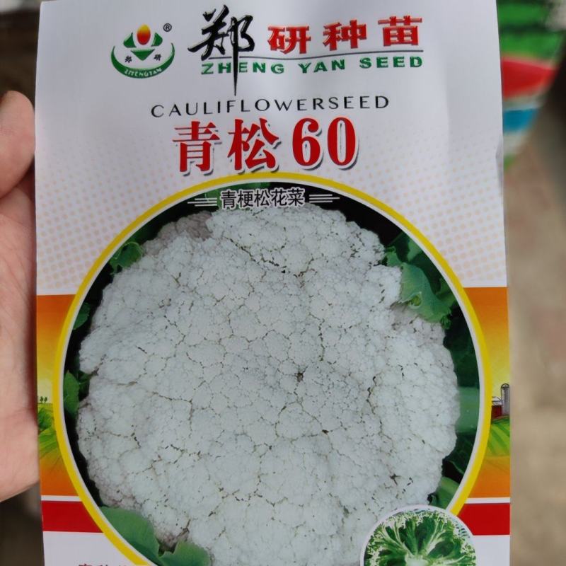 青松60青梗松花菜种子，8克