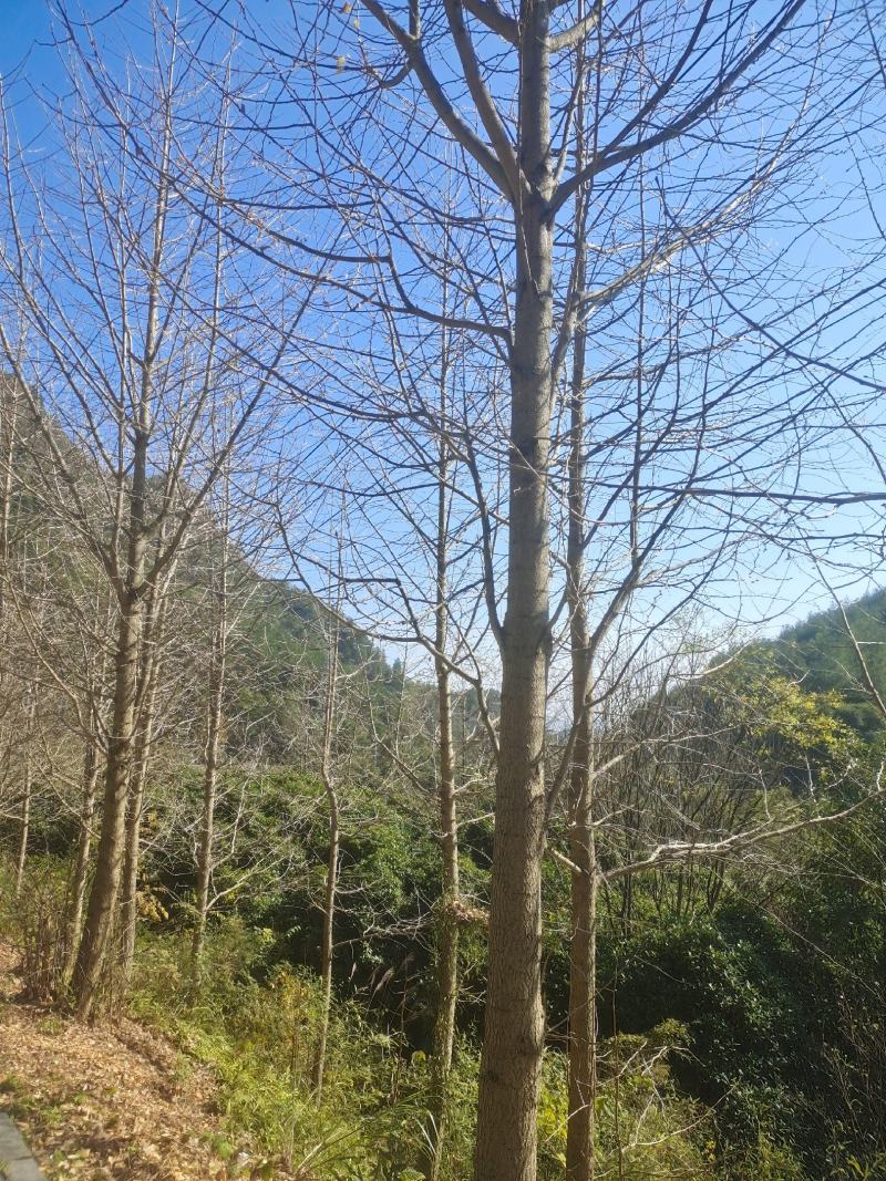 20公分精品银杏，苗圃直供，精品树型，常年大量供应
