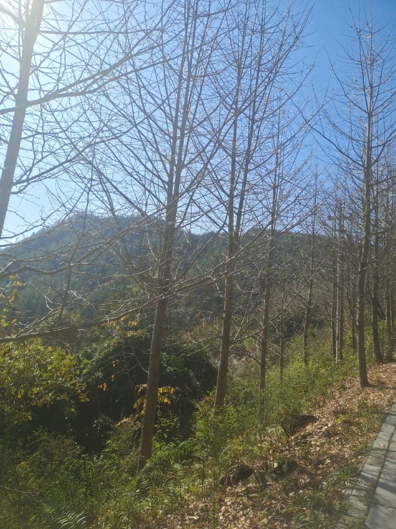 20公分精品银杏，苗圃直供，精品树型，常年大量供应