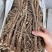 纯野生的老黄芪最少5-6年以上的老黄芪纯野.生味大香功