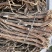 纯野生的老黄芪最少5-6年以上的老黄芪纯野.生味大香功