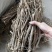 纯野生的老黄芪最少5-6年以上的老黄芪纯野.生味大香功
