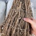 纯野生的老黄芪最少5-6年以上的老黄芪纯野.生味大香功