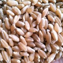小麦【西农979】磨面粉专用小麦大量供应