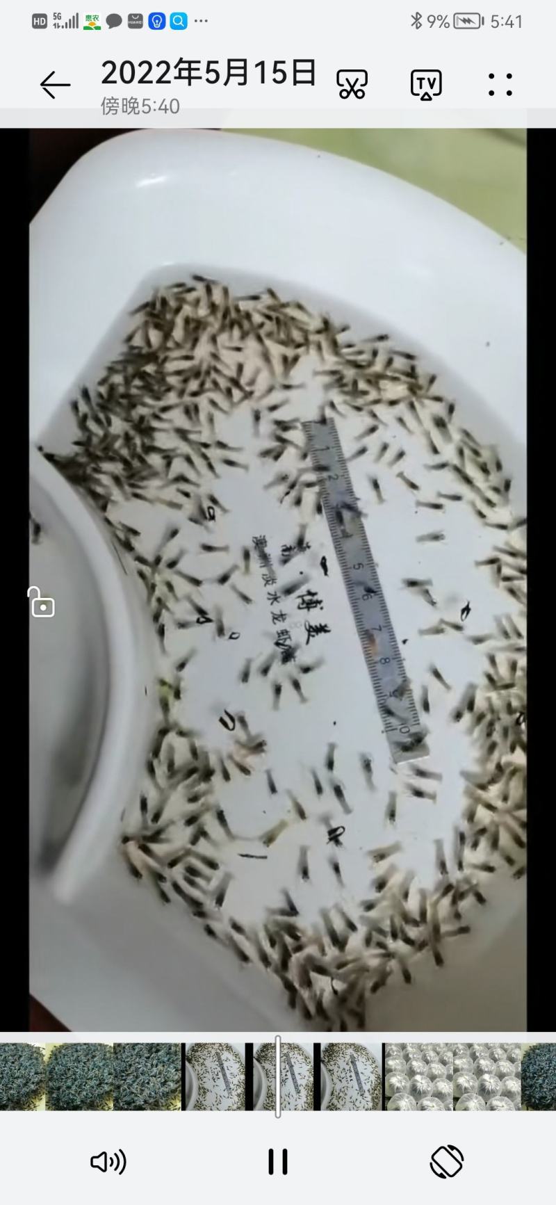 澳洲淡水小龙虾苗