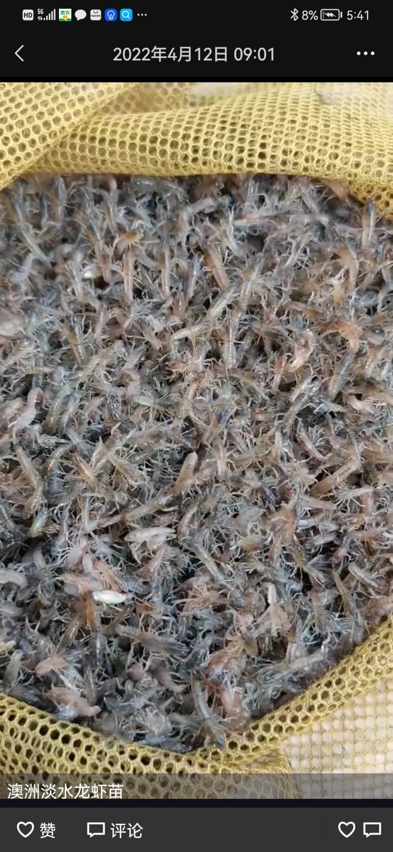 澳洲淡水小龙虾苗