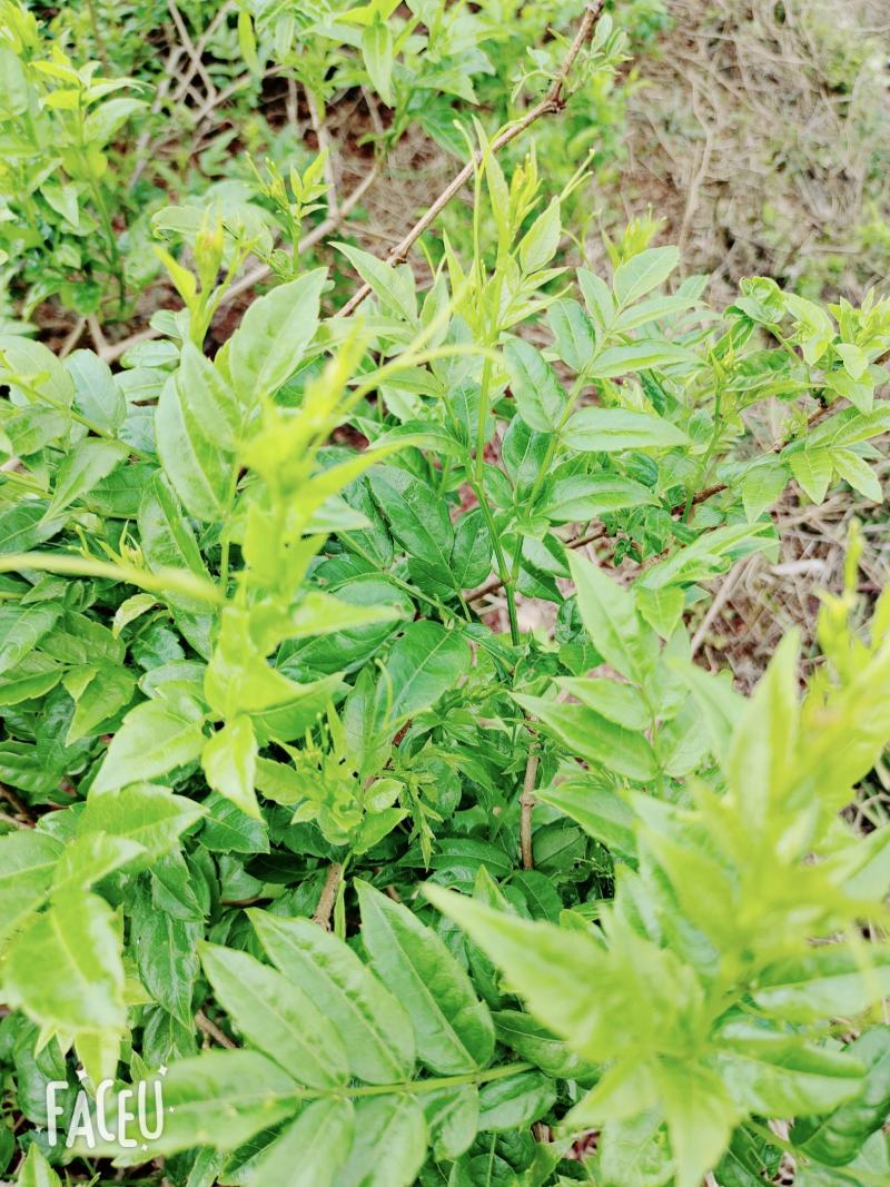 张家界莓茶原产地直销