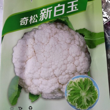 杂交松花菜品种生长势强花球洁白美观，浅青梗花球松大。