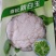 杂交松花菜品种生长势强花球洁白美观，浅青梗花球松大。