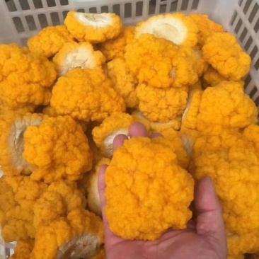 人工桑黄种植，桑黄菌包，金饵菌包