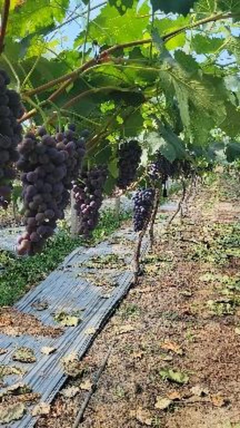 江苏省新沂市5万亩葡萄基地夏黑葡萄已经可以采摘
