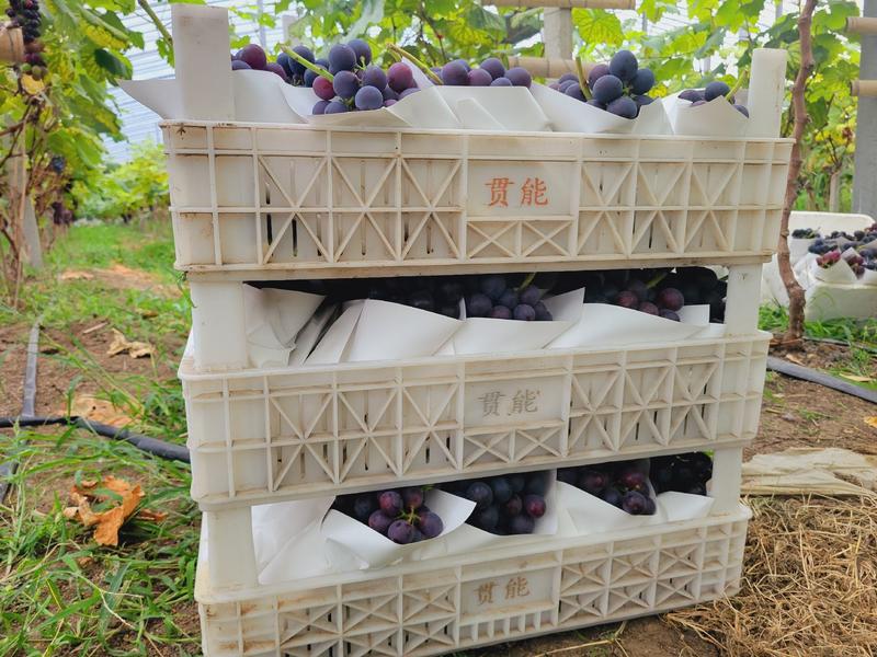 江苏省新沂市5万亩葡萄基地夏黑葡萄已经可以采摘