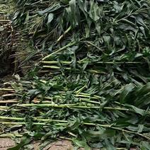 玉米杆青贮发酵草料全国长期供应