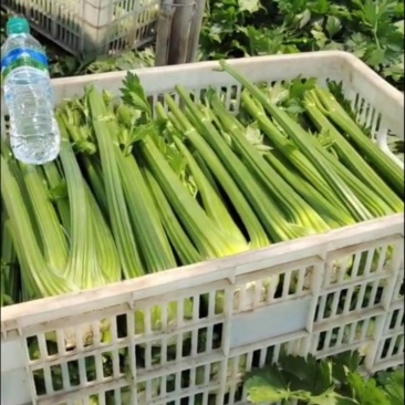 芹菜大颗西芹单颗2-3斤连续供应3个月