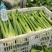 芹菜大颗西芹单颗2-3斤连续供应3个月