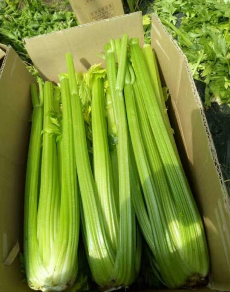 芹菜大颗西芹单颗2-3斤连续供应3个月