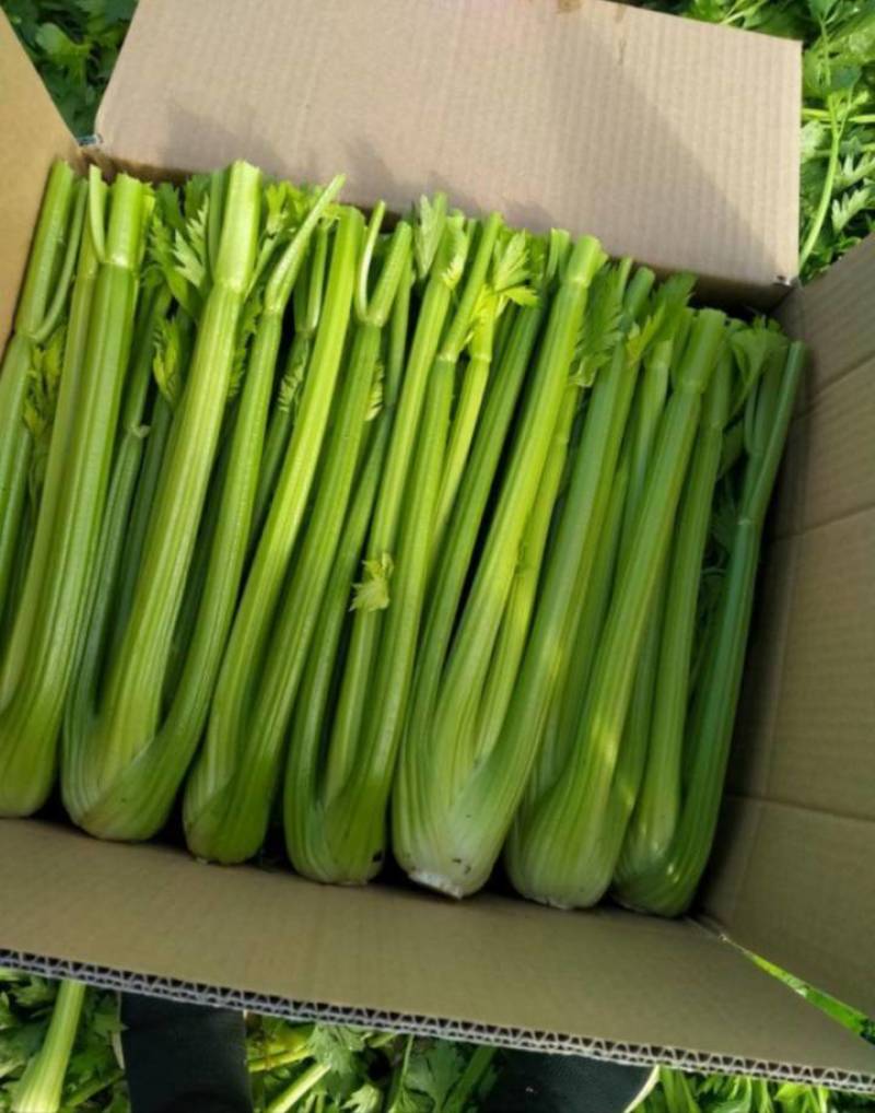 芹菜大颗西芹单颗2-3斤连续供应3个月