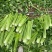 芹菜大颗西芹单颗2-3斤连续供应3个月